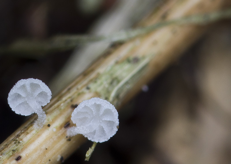 Resinomycena saccharifera